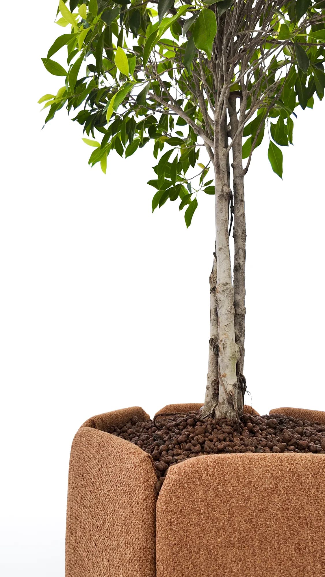 Bac en tissu texturé, teinte terracotta, de forme hexagonale avec arbre taillé en boule, vue rapprochée du feuillage