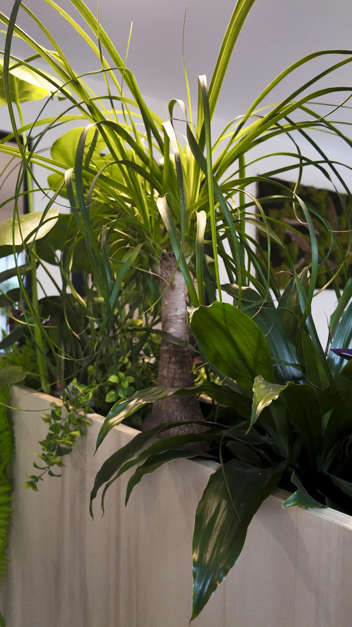Cloison basse en bois agrémentée de plantes retombantes, vue rapprochée du feuillage en partie haute