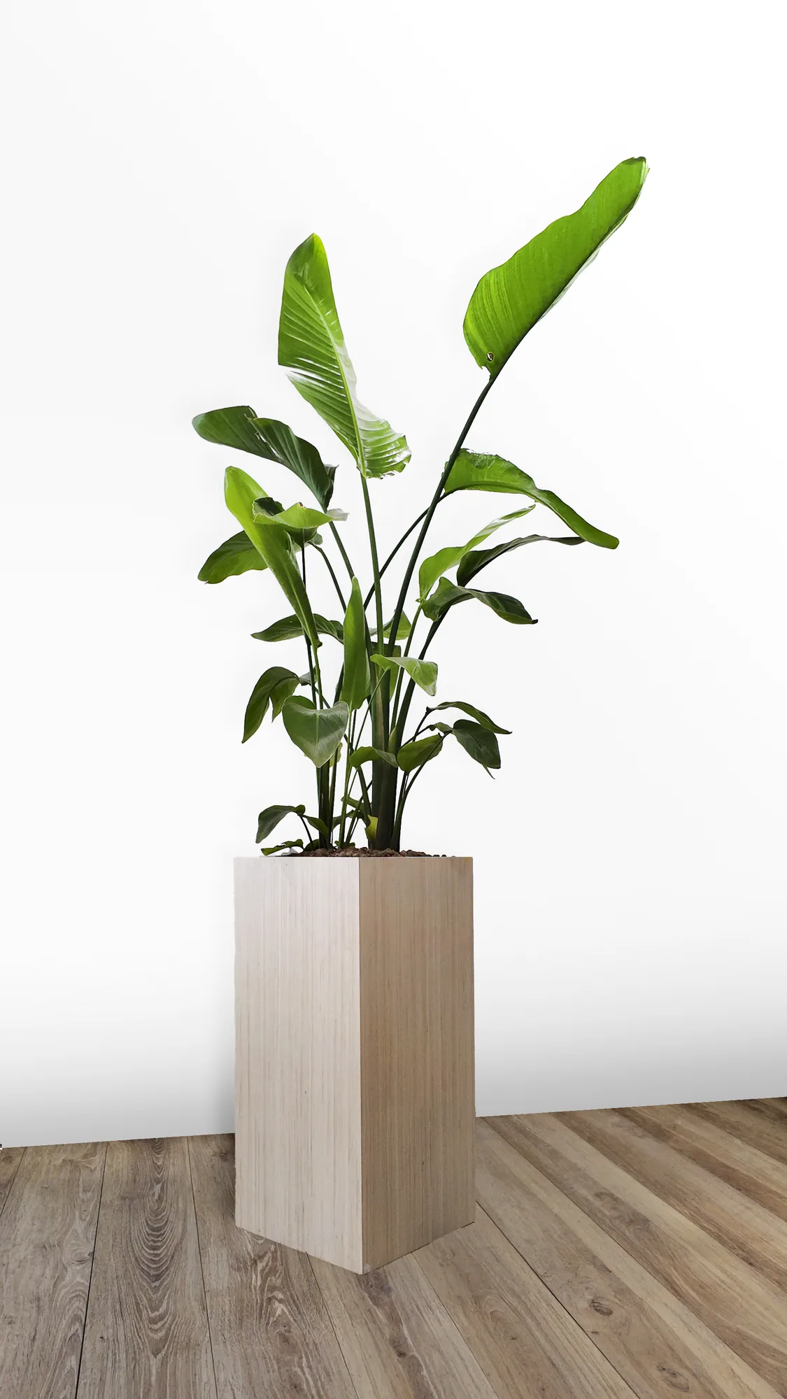 Bac en bois clair sur pied planté d’un strelitzia, vue d’ensemble en situation, feuillage déployé