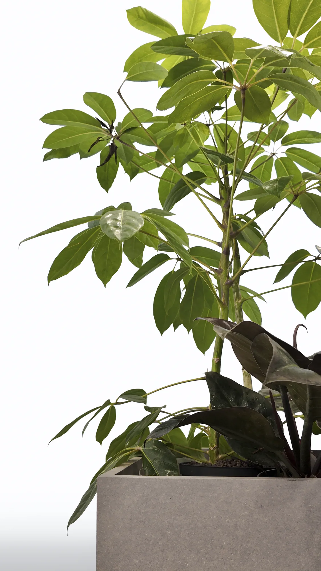 Vue rapprochée du feuillage du schefflera et du bord du bac carré gris