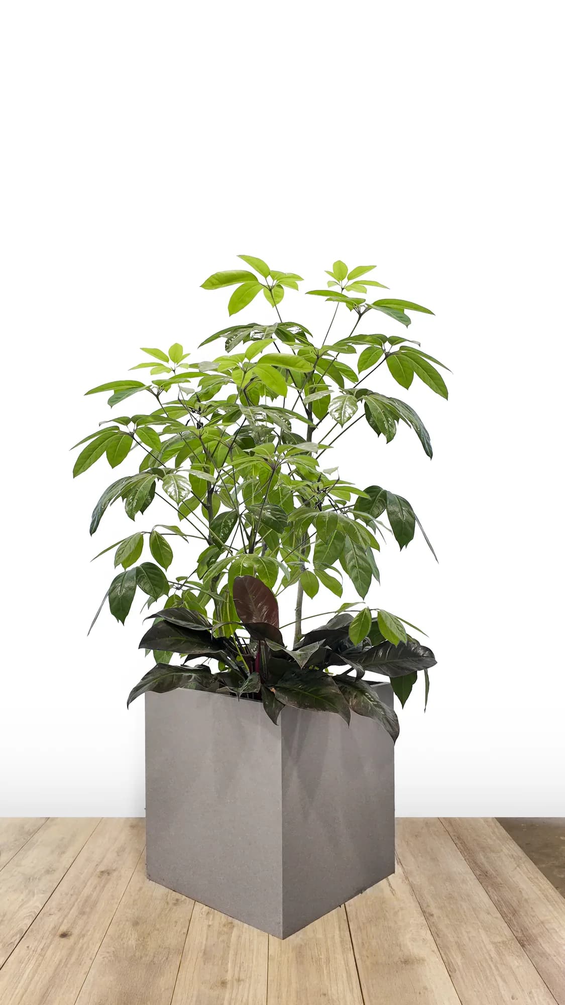 Bac carré gris avec schefflera et plantes retombantes, vue d’ensemble en situation