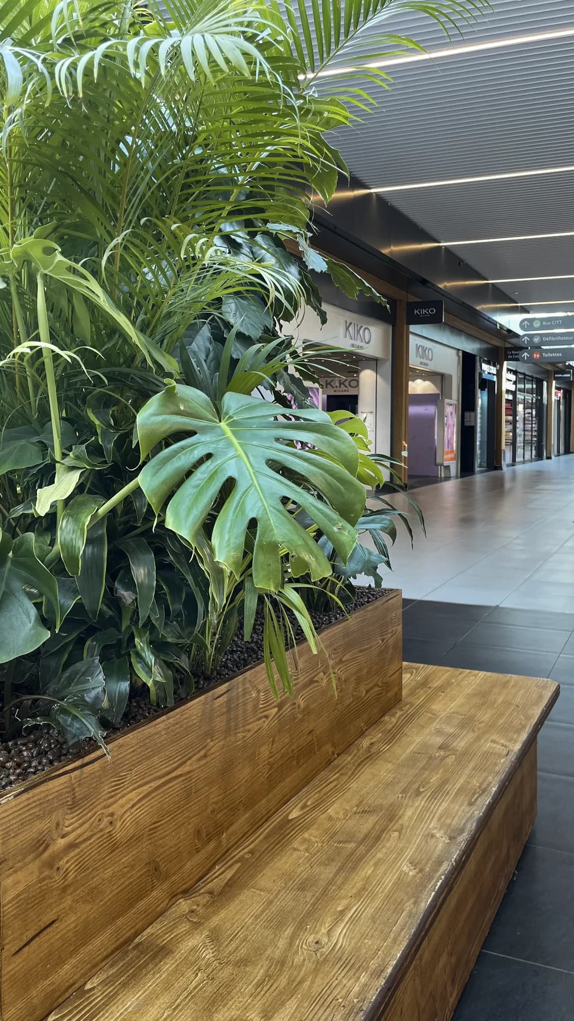 Banquette en bois intégrant un grand bac végétal planté de feuillages tropicaux, mobilier d’aménagement végétal pour espace professionnel, vue rapprochée du feuillage