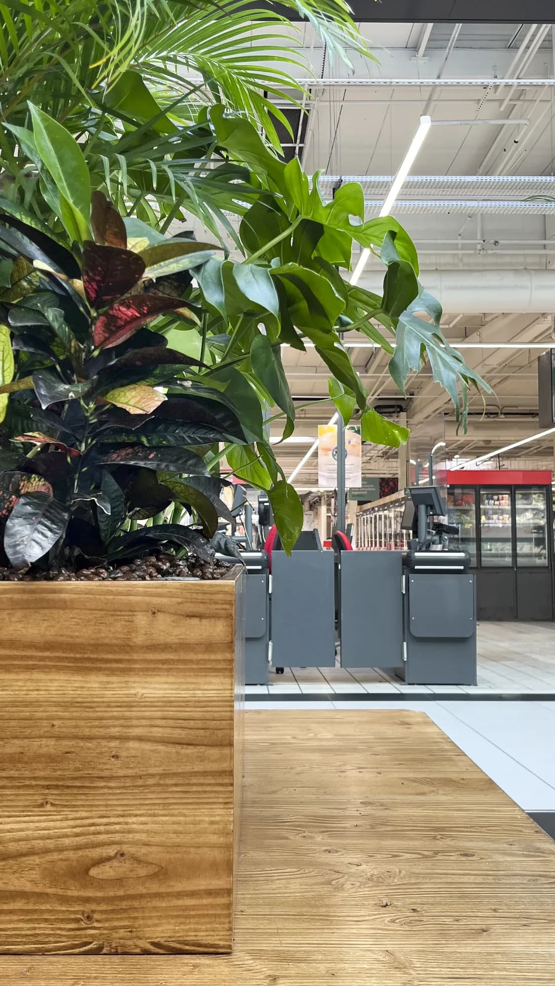Banquette en bois intégrant un grand bac végétal planté de feuillages tropicaux, mobilier d’aménagement végétal pour espace professionnel, installation en situation