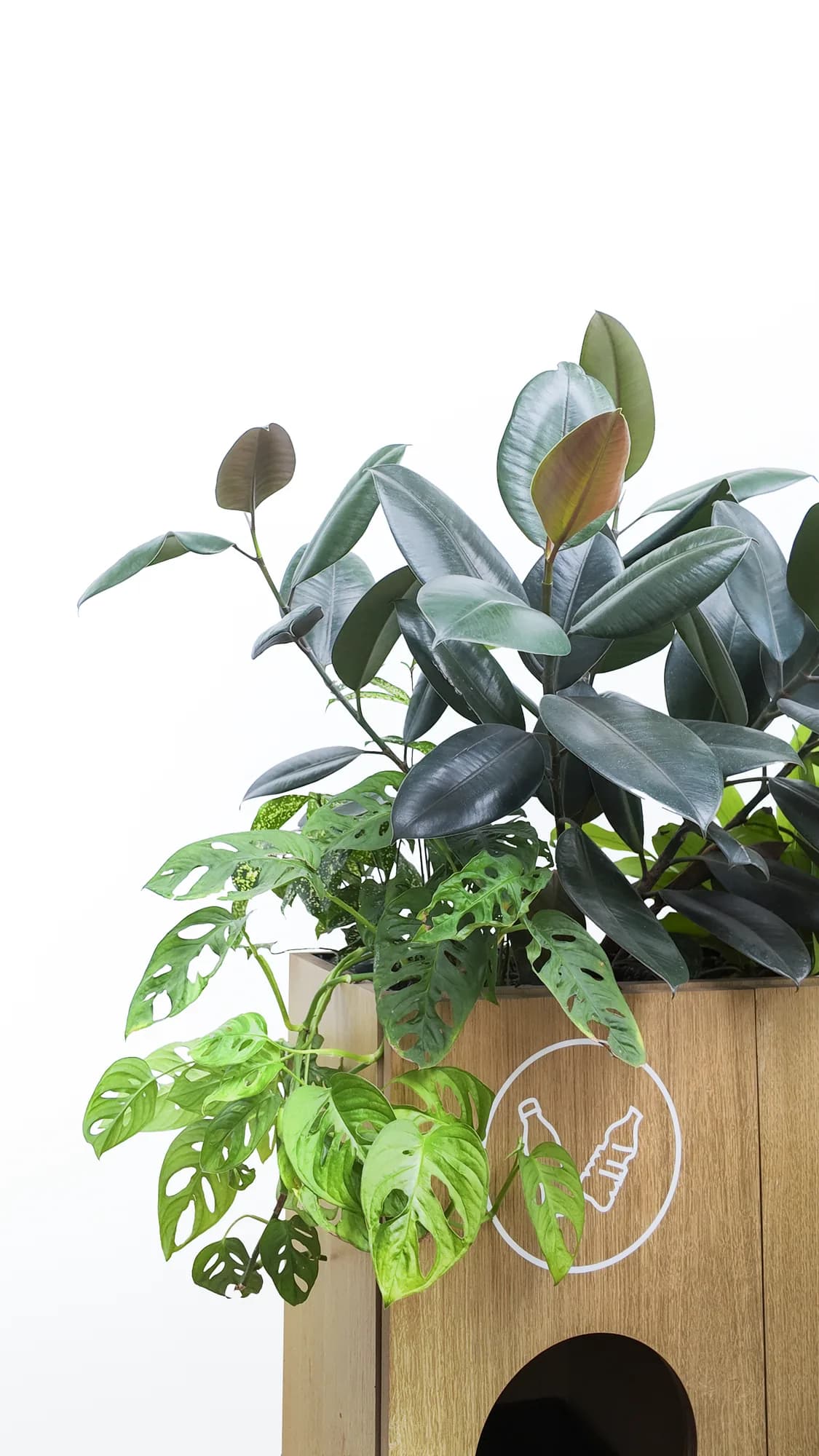 Vue rapprochée du feuillage de ficus et de monstera au-dessus de la Threebox
