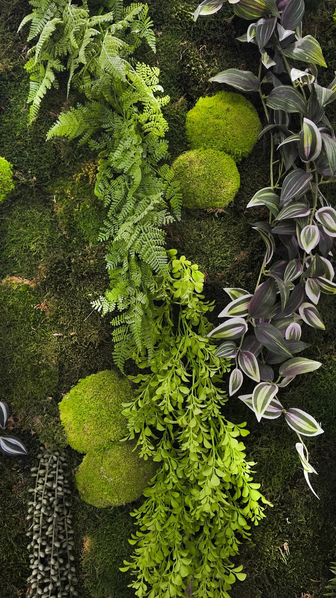 Vue rapprochée de la mousse stabilisée, des fougères et des plantes retombantes du claustra