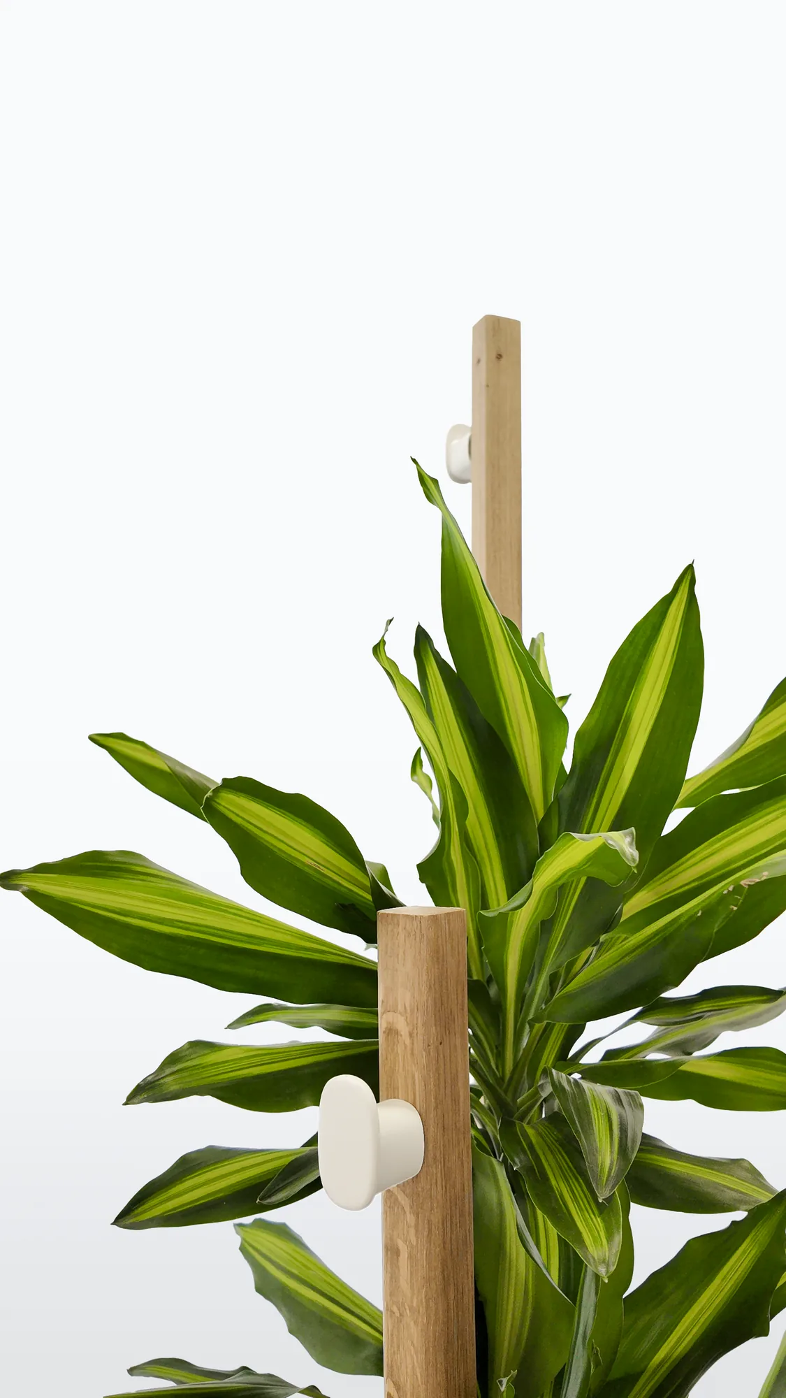 Vue rapprochée des patères en bois et du feuillage de l’arbre à manteaux compact