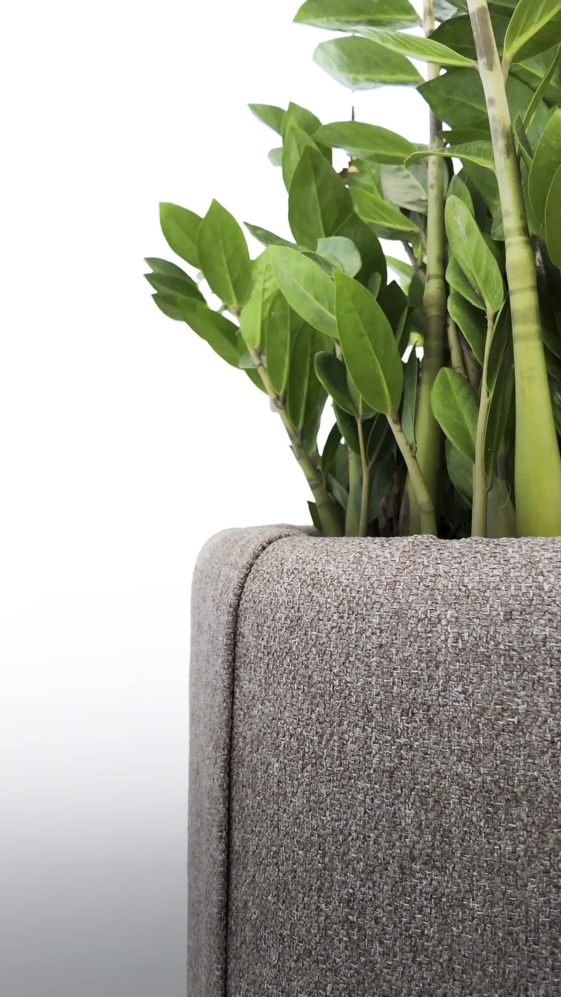 Bac cylindrique en tissu gris chiné habillant un zamioculcas, vue rapprochée du feuillage