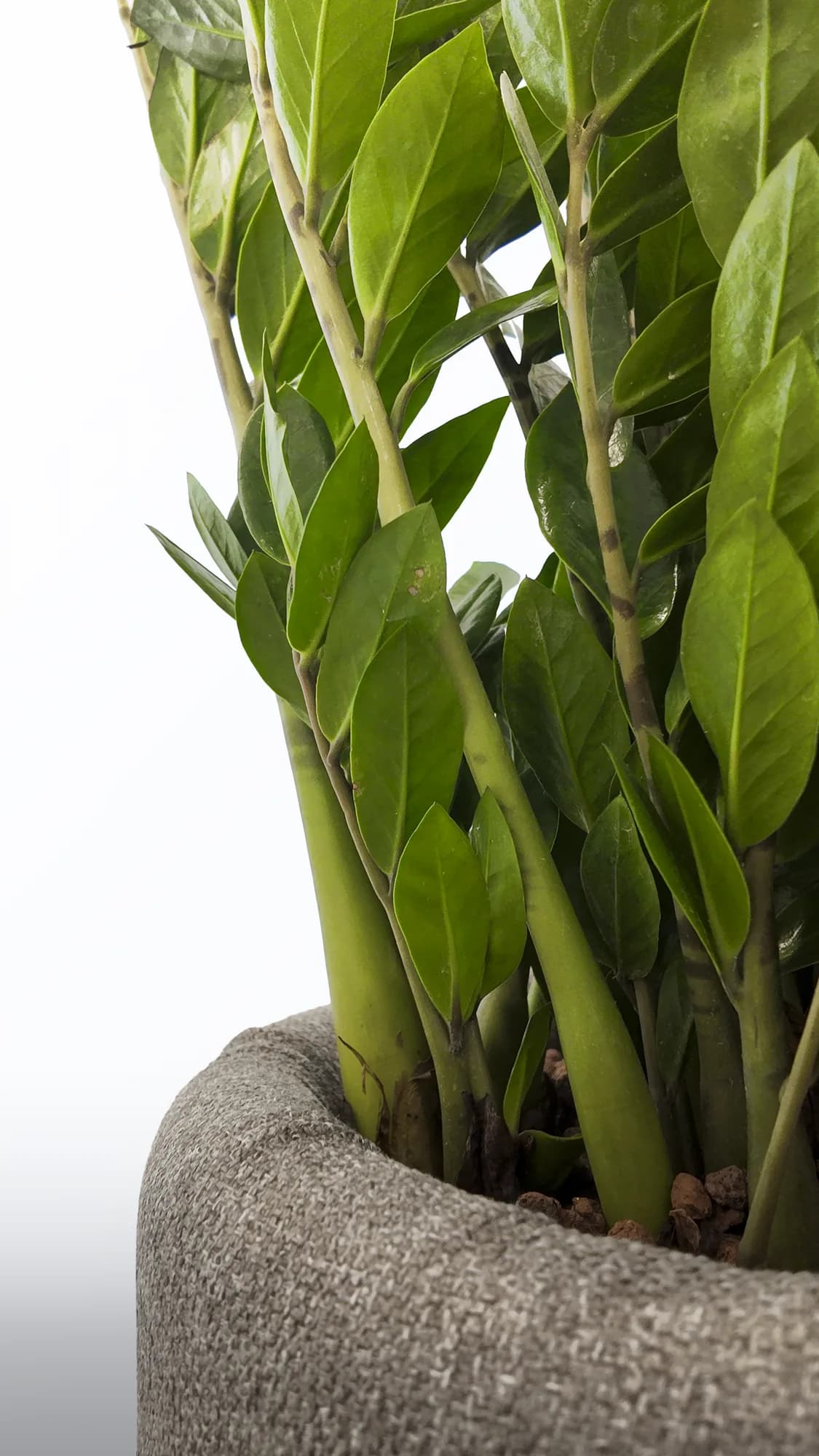 Bac cylindrique en tissu gris chiné habillant un zamioculcas, installation en situation