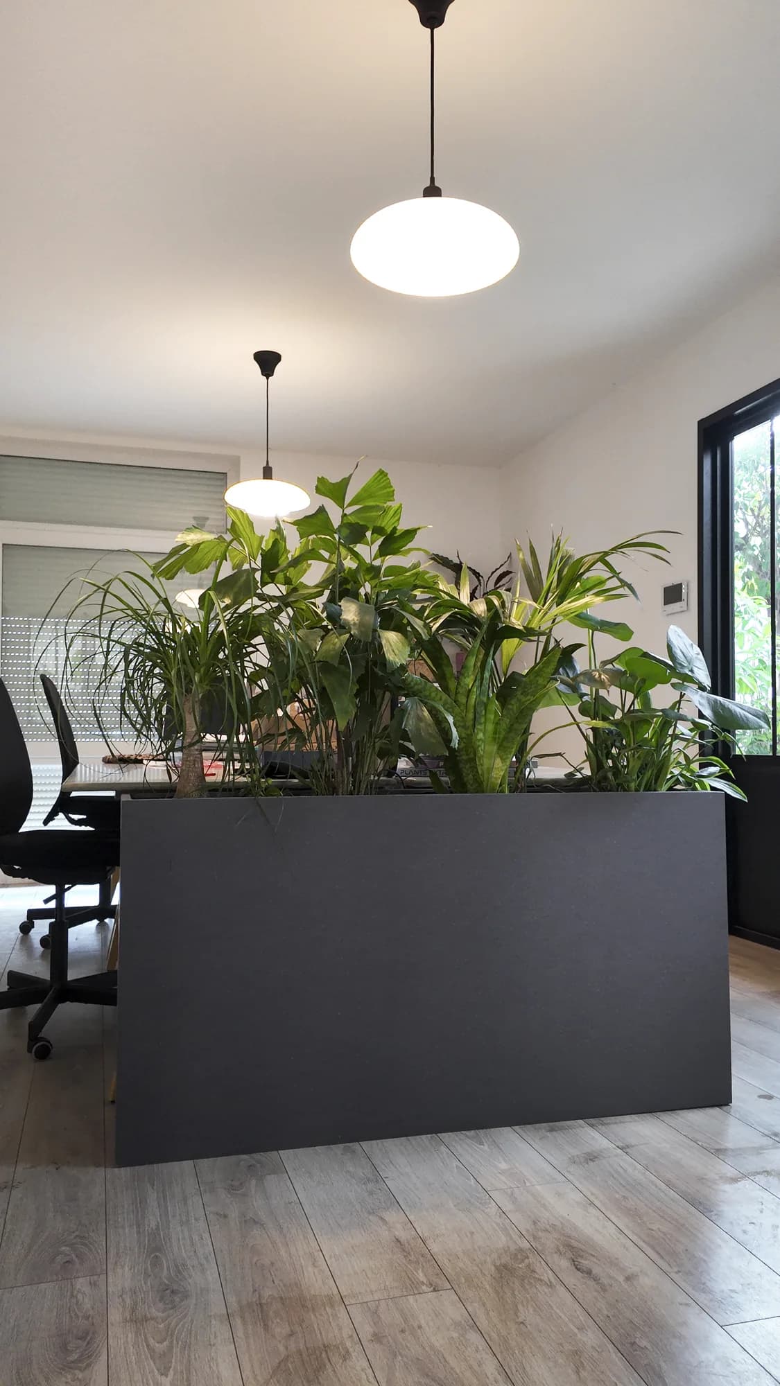 Séparateur de bureau en panneau forex habillé de plantes suspendues, vue d’ensemble en open space