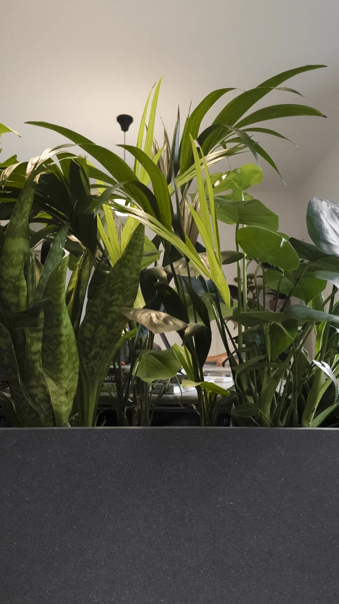 Séparateurs de bureau végétalisés