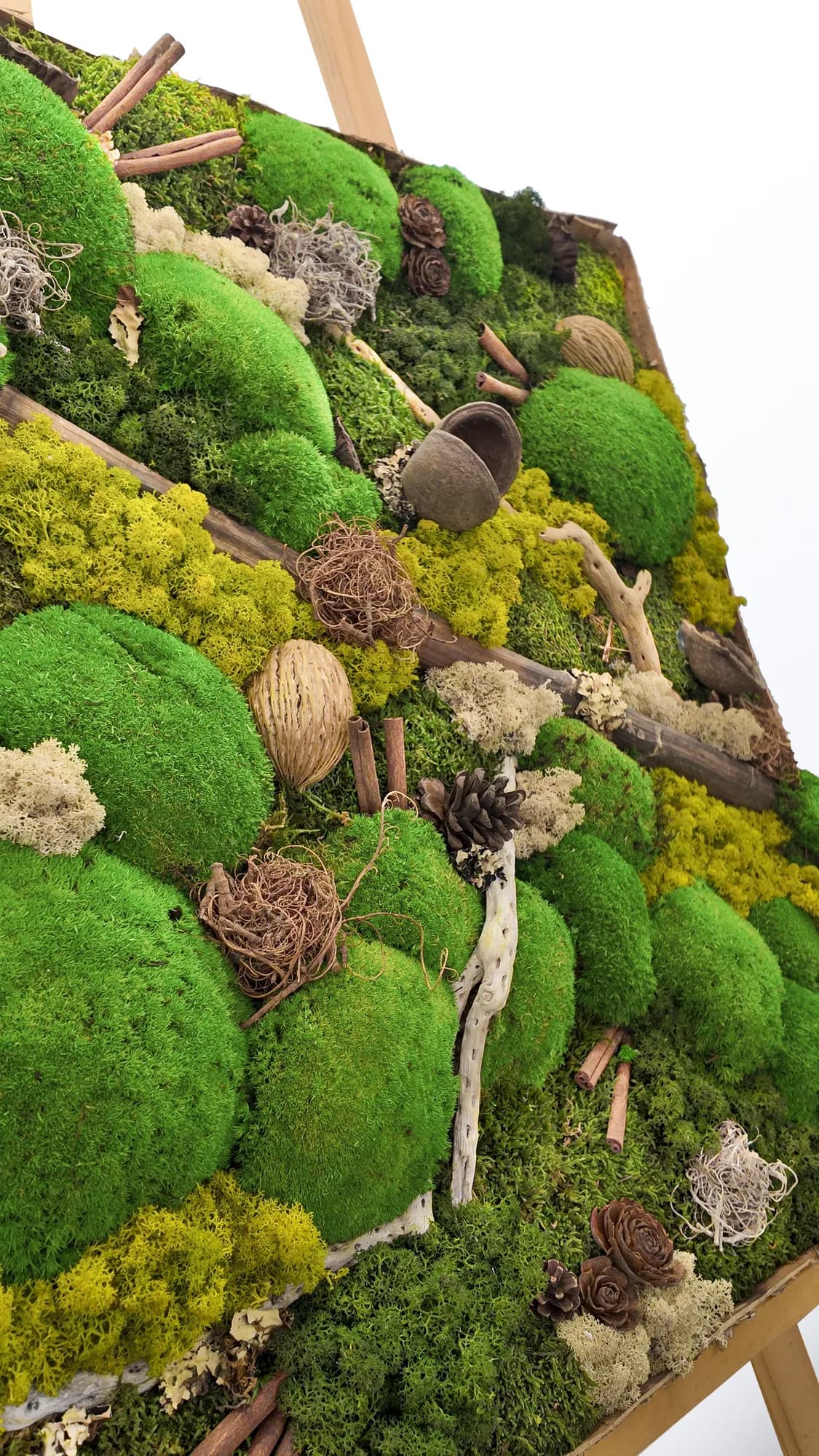 Vue rapprochée de la mousse stabilisée, du lichen et des pommes de pin du tableau végétal